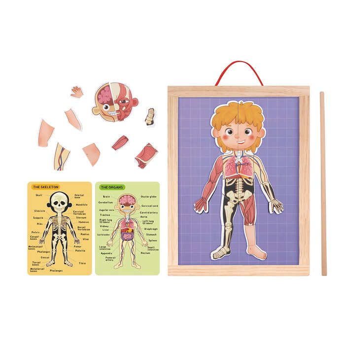 Body Magnetic Chart - 30x40x1cm